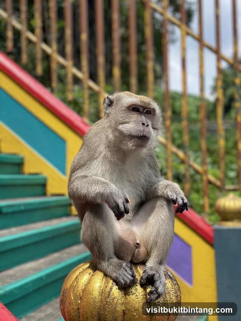 Monkey on Decorative Orb
