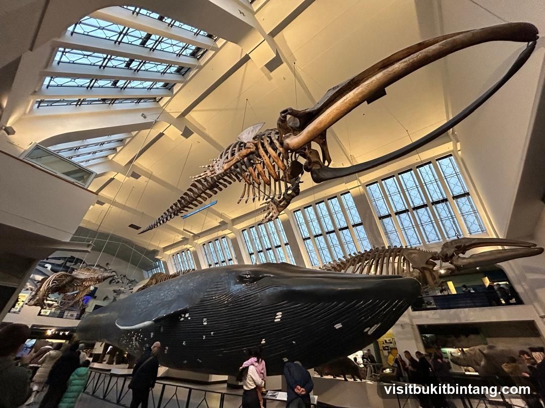 Museum Hall with Whale Skeletons