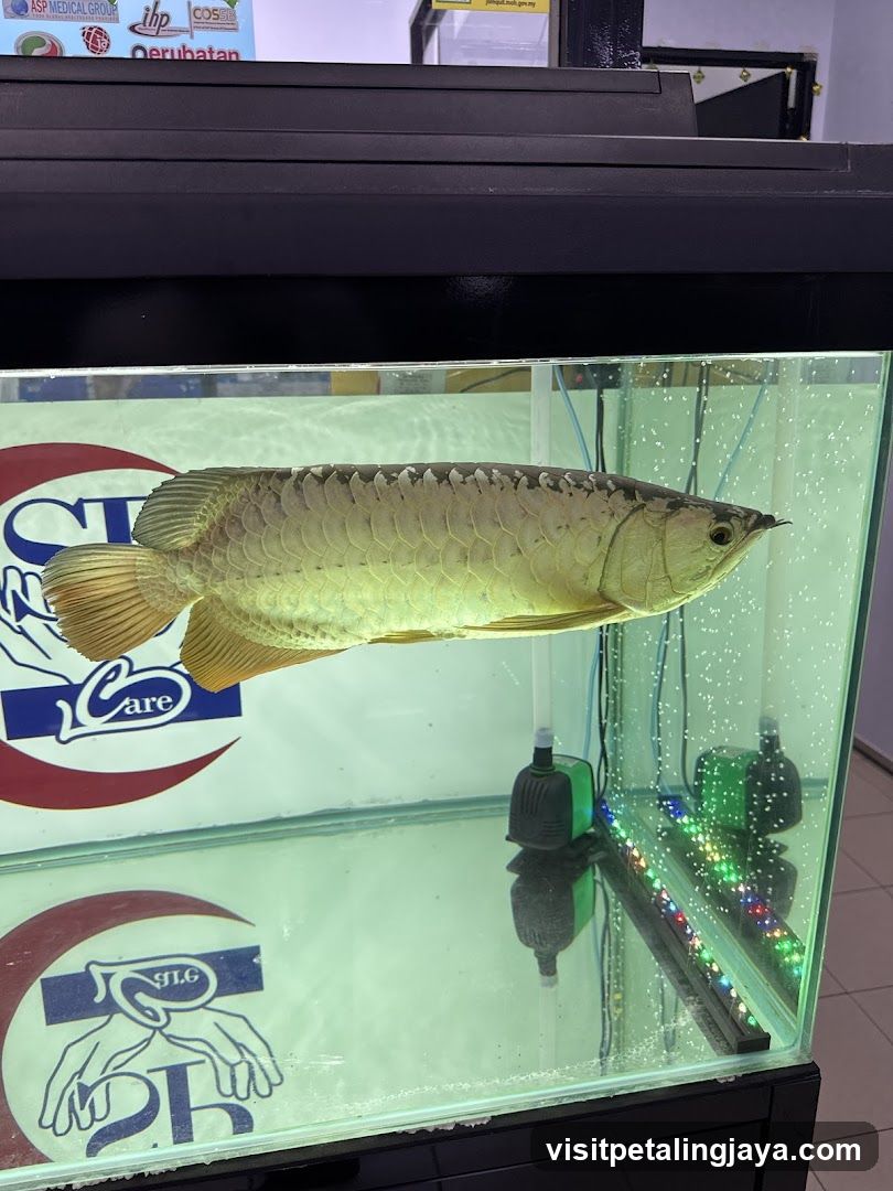 Aragon fish in display tank