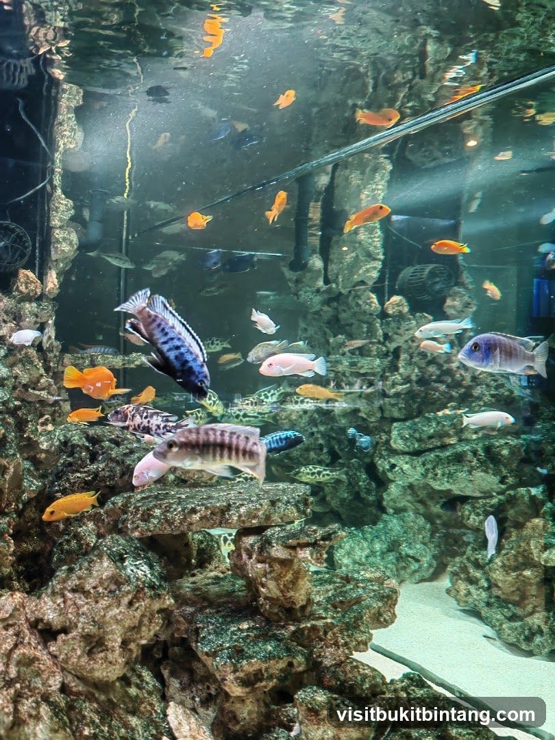Aquarium with Various Fish