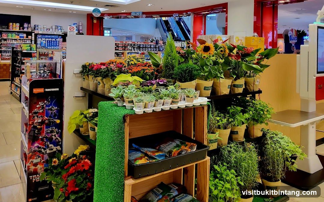 Indoor Plant Display