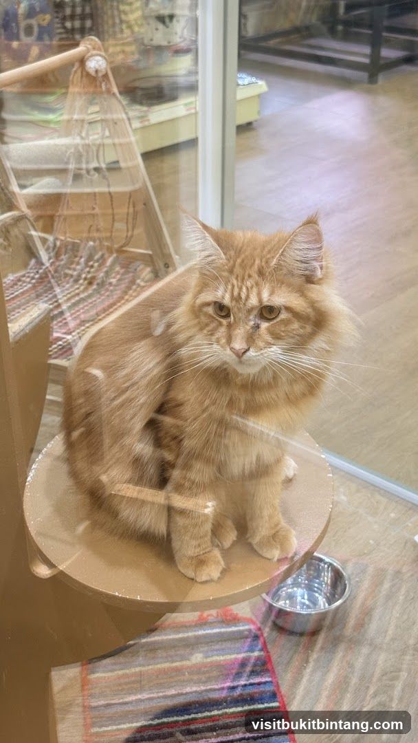 Pet Lovers Centre - The Starling