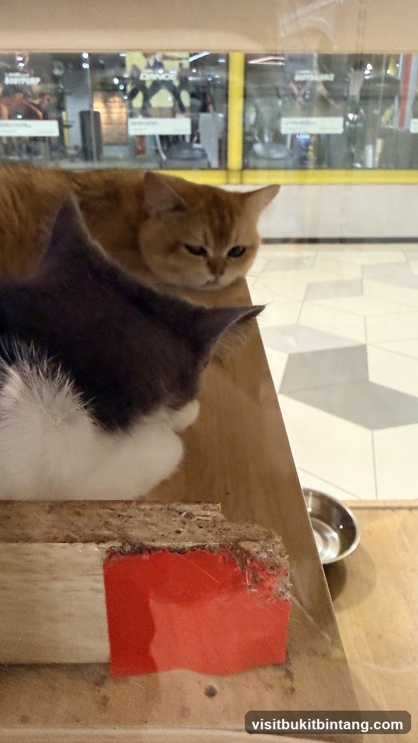 Cats resting near a window