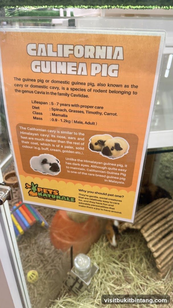 California Guinea Pig Information