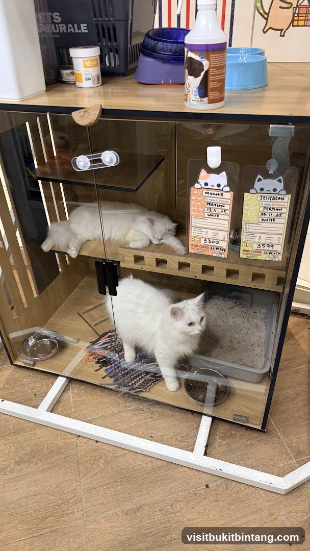Cat enclosure with two white cats