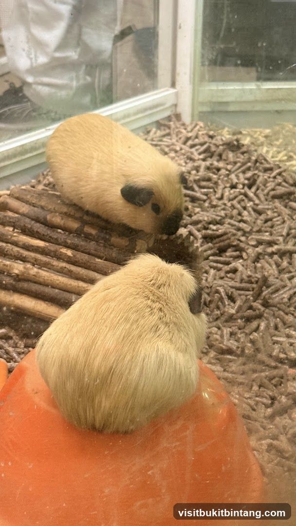 Two Guinea Pigs in Enclosure