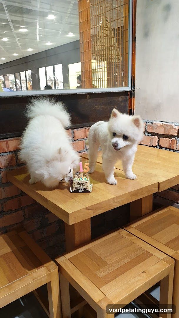 Blink Pets Bakery (Pet Safari - IPC Shopping Center)
