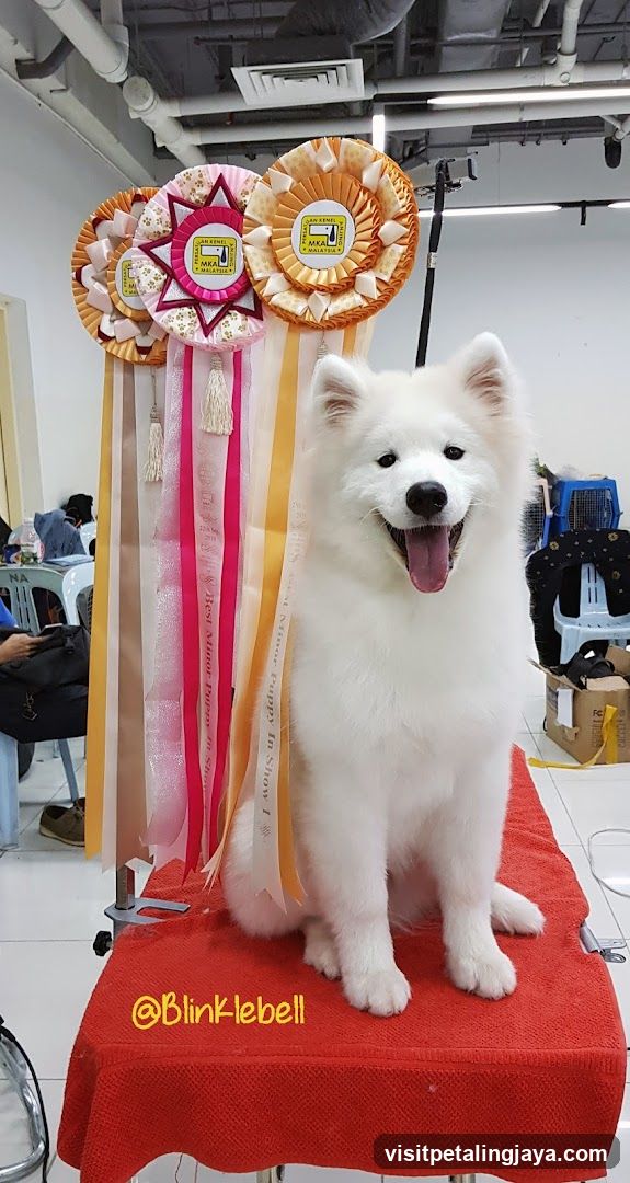 White Samoyed Dog with Ribbons