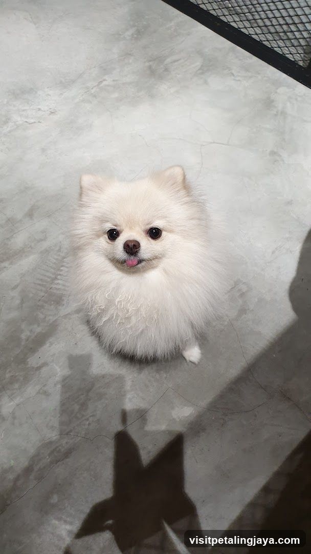 Fluffy White Dog on Concrete Floor