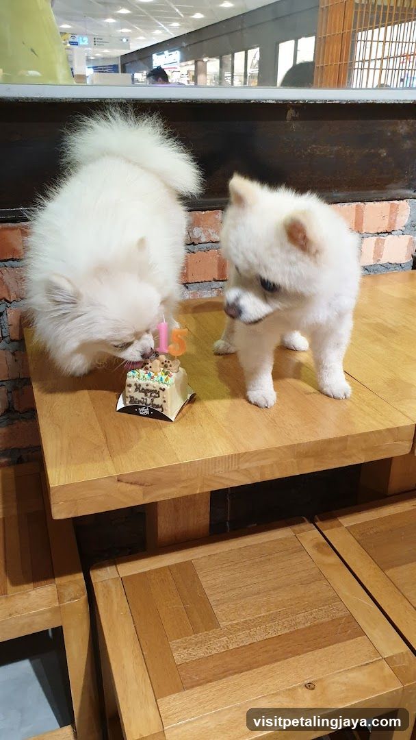 Dogs at a small cake