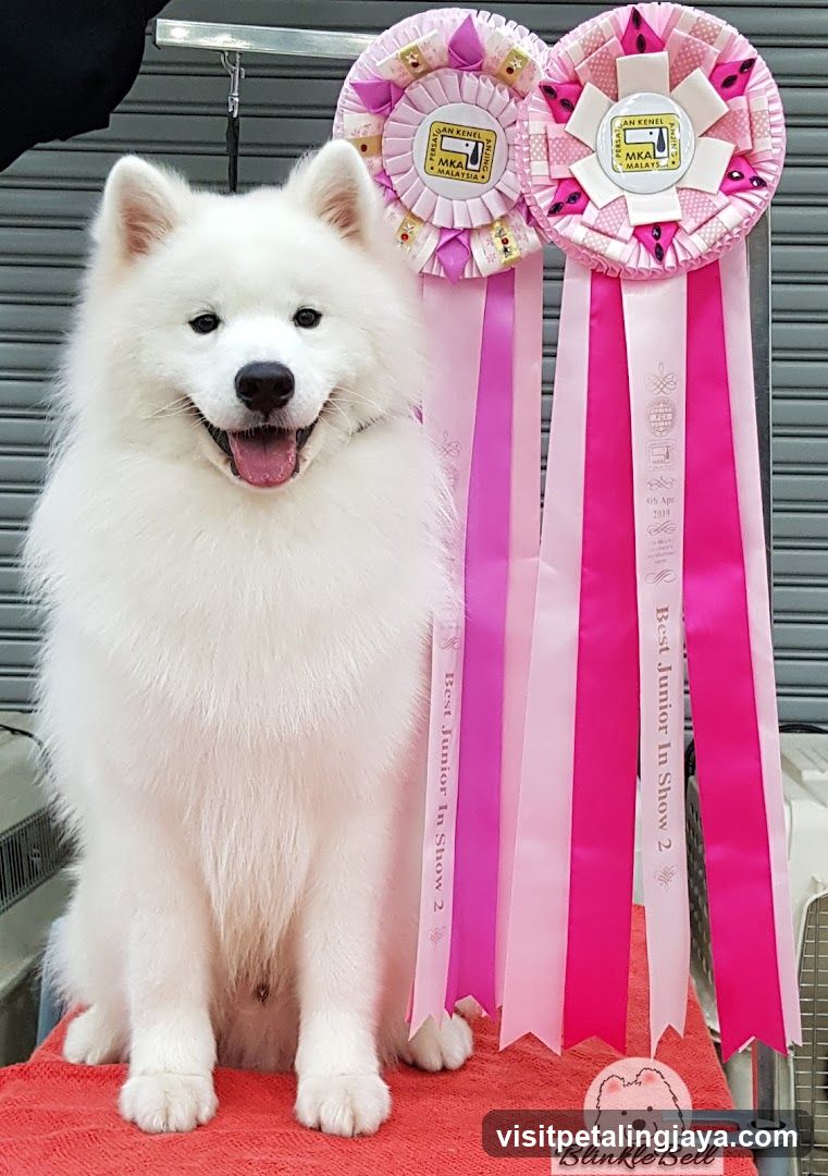 Samoyed with ribbons