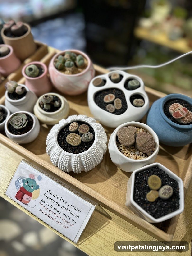 Little Eden Succulents KL Store @The Starhill KL