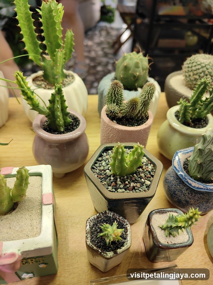 Little Eden Succulents KL Store @The Starhill KL