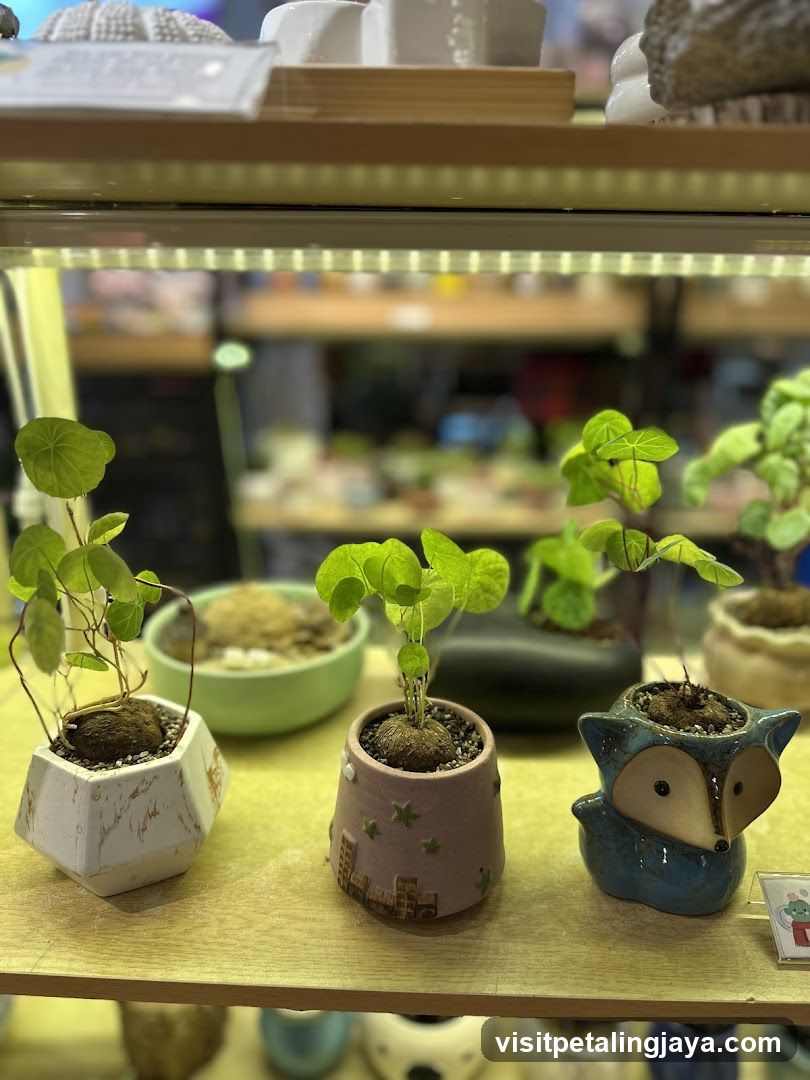 Little Eden Succulents KL Store @The Starhill KL