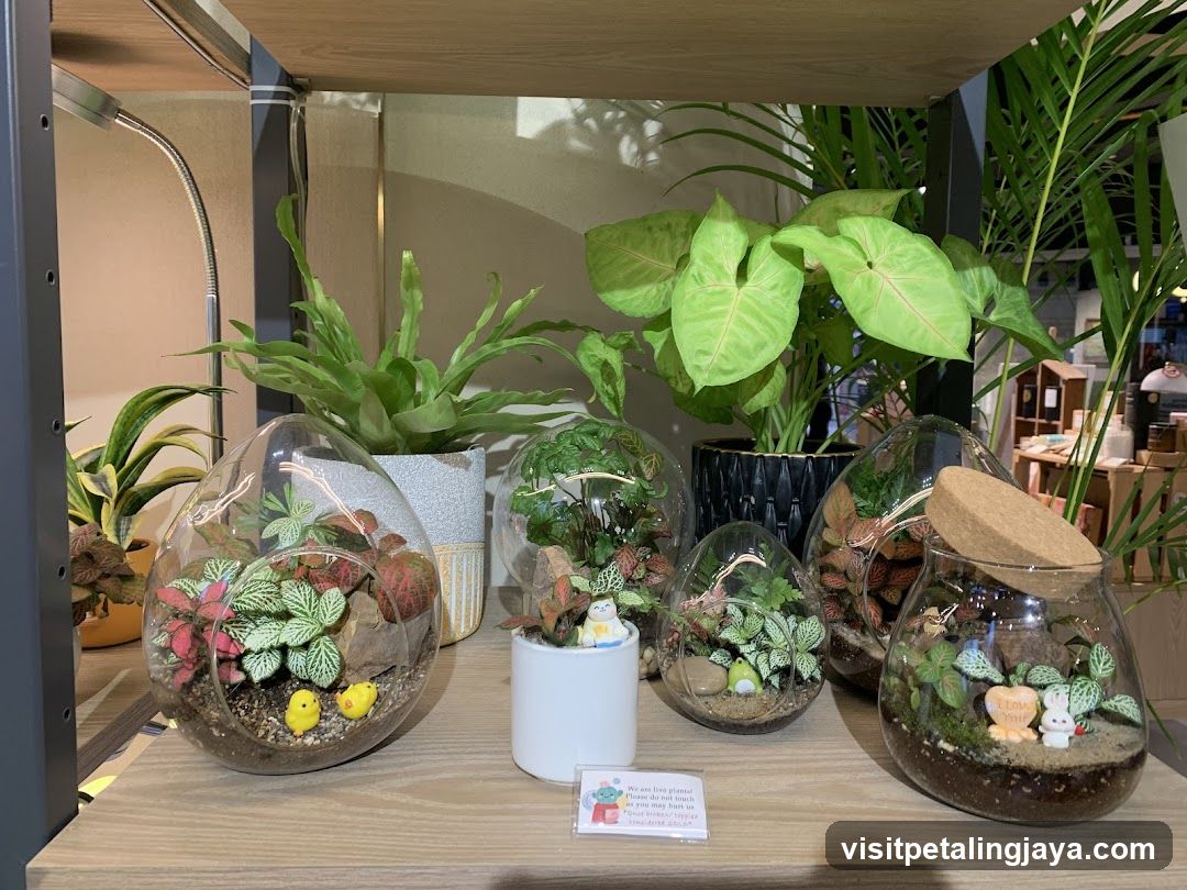 Terrarium Display
