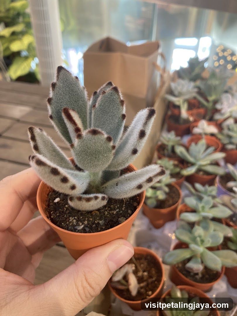 Succulent Plant Display