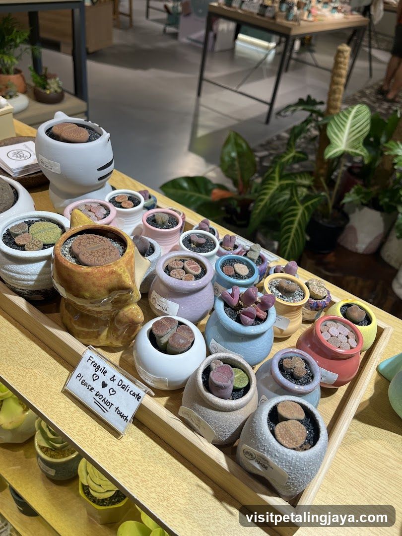 Cactus Display in Store