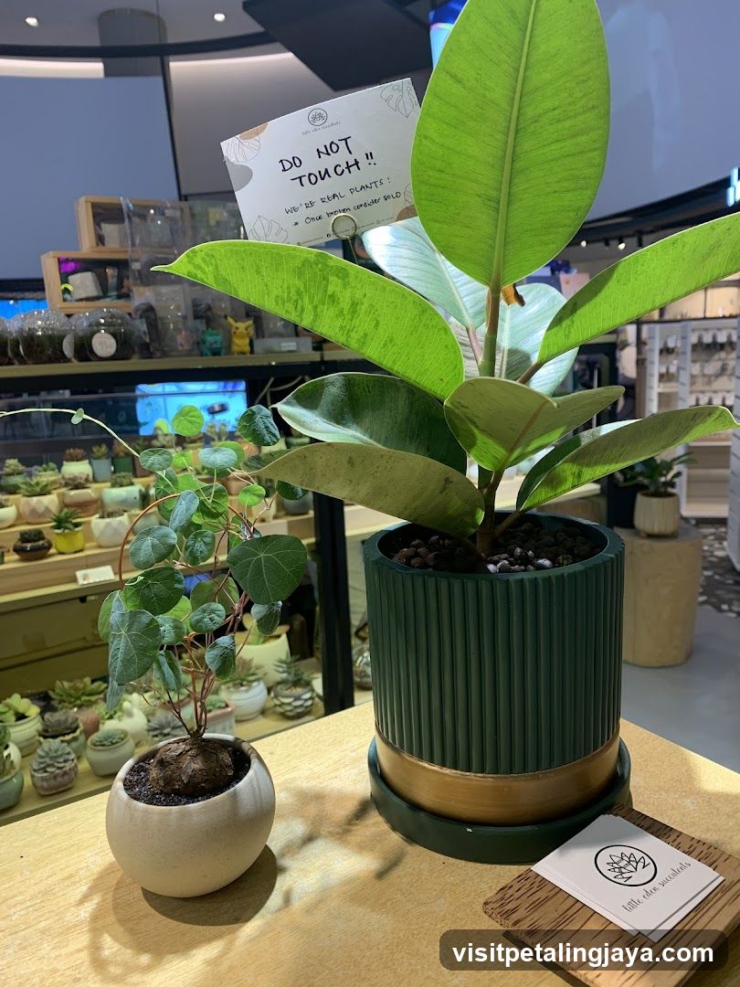 Indoor Plant Display