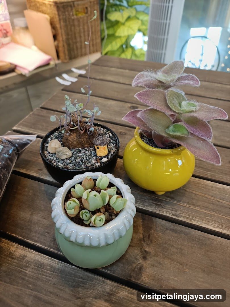 Succulents on wooden table