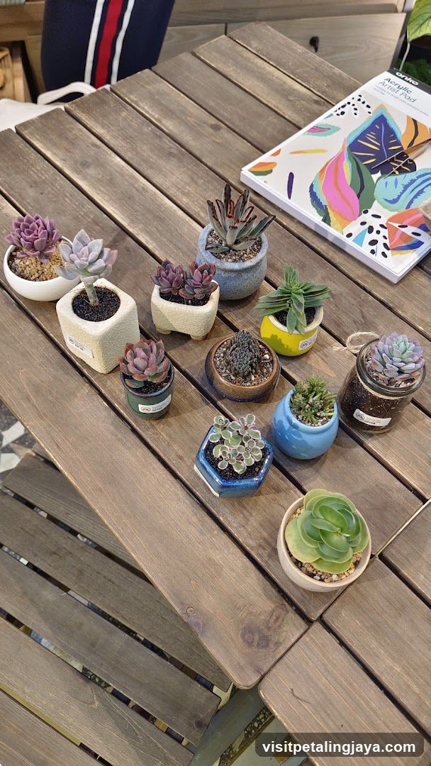 Succulent Plants on Wooden Table