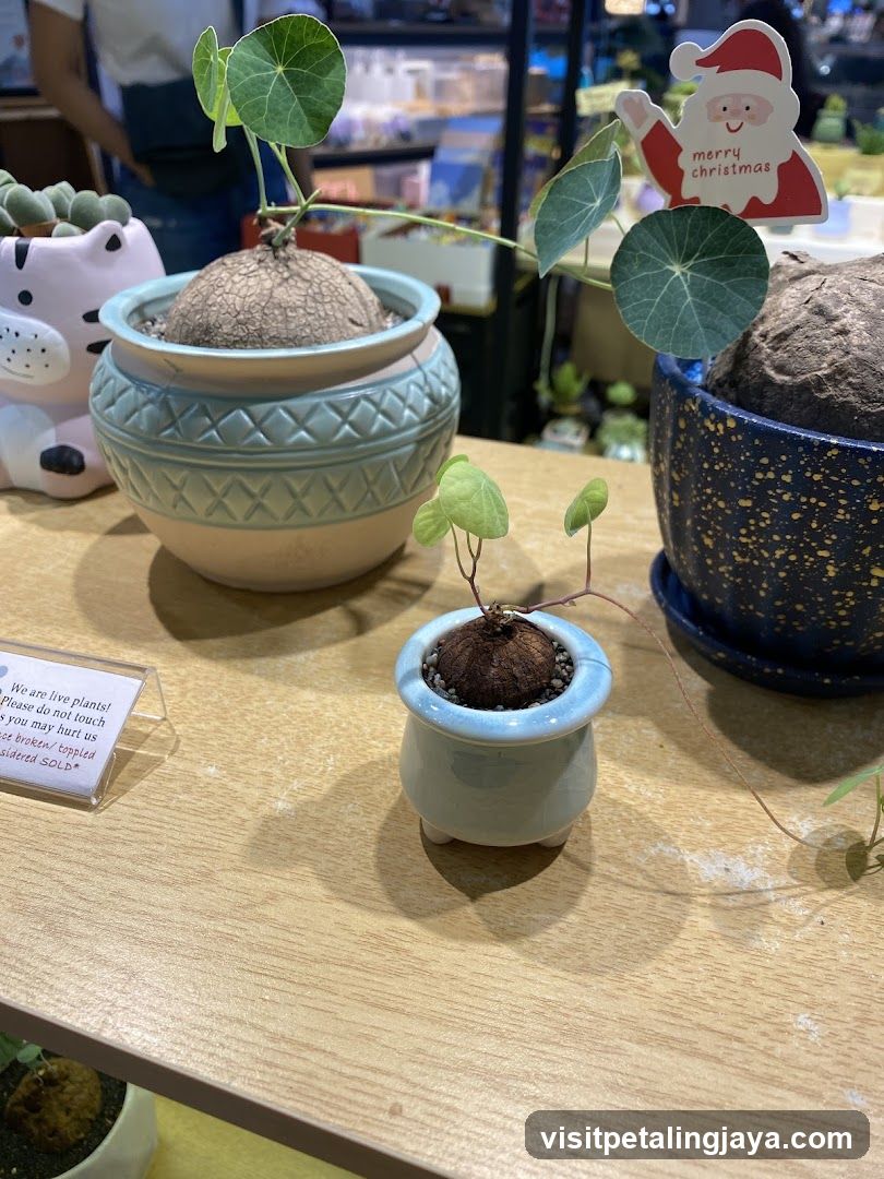 Indoor Plant Display