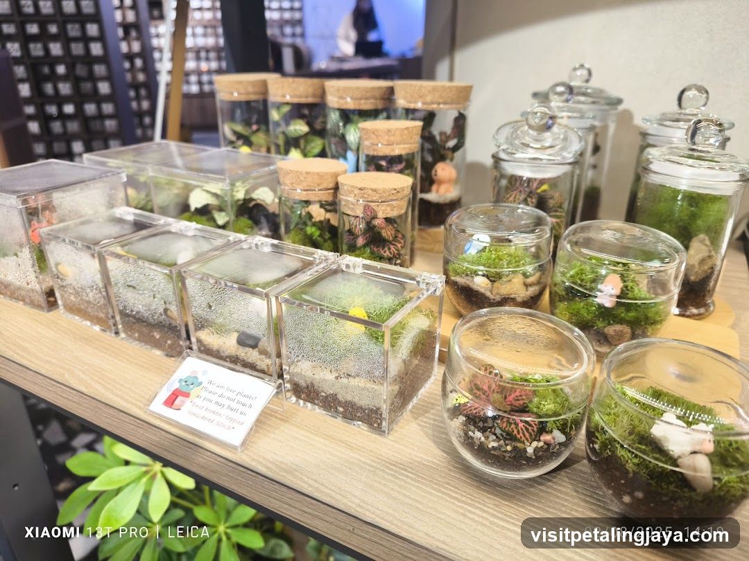 Terrarium Display