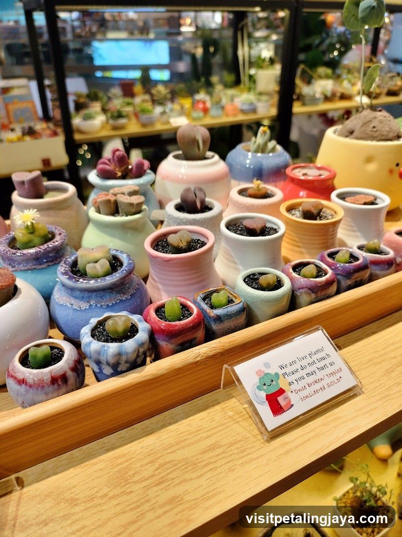 Succulent Display