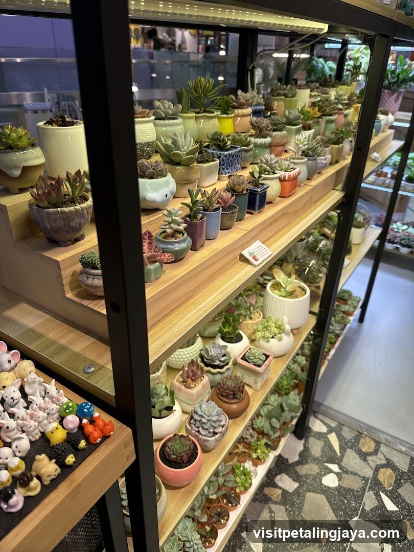 Succulent Plant Display Shelf