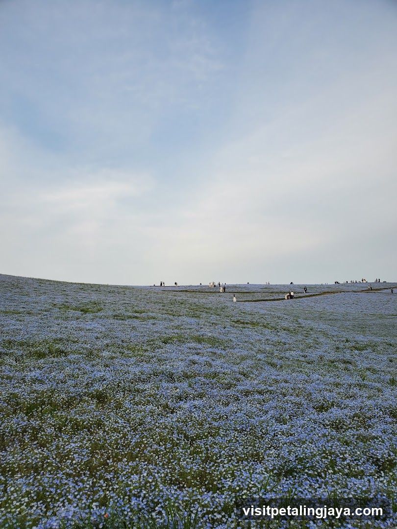 Blue Flower Field with People