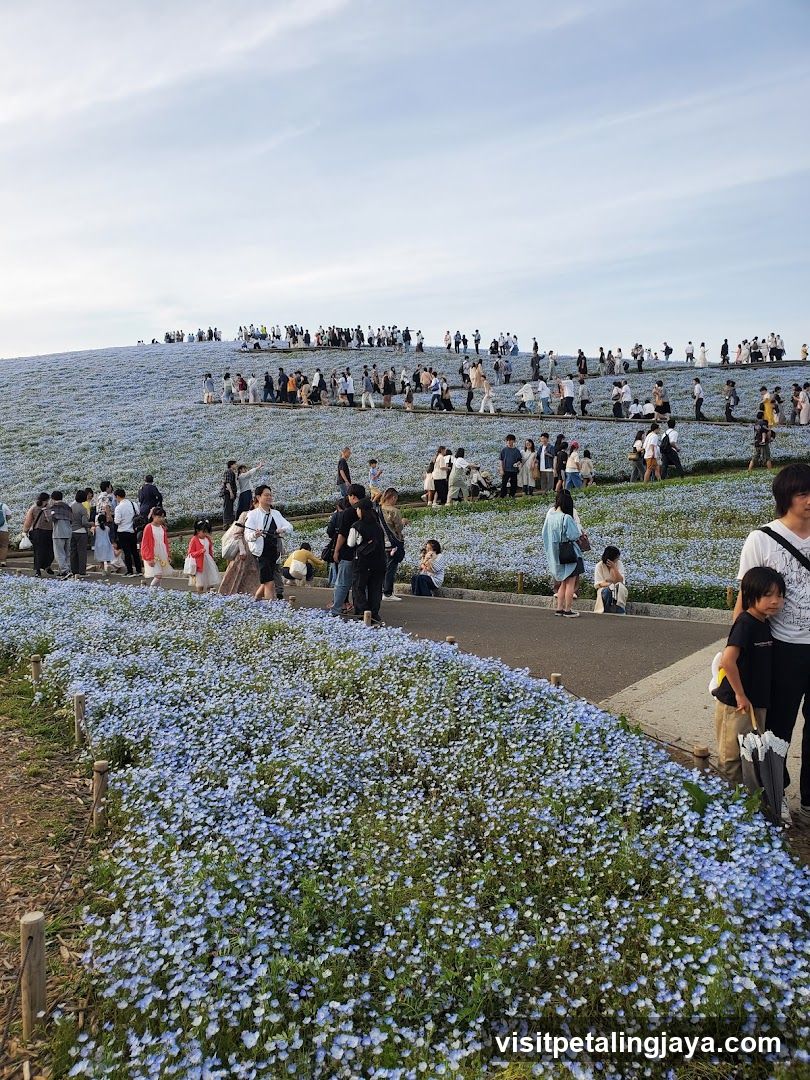 Flower Field Crowd Scene