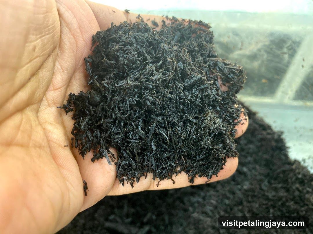 Hand holding dark soil or organic material