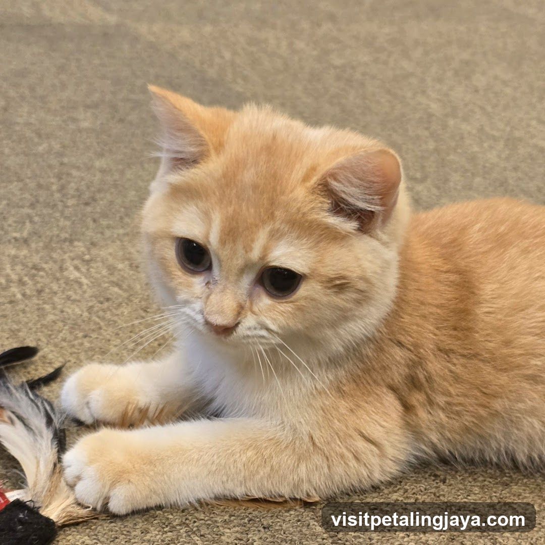 Orange kitten with toy