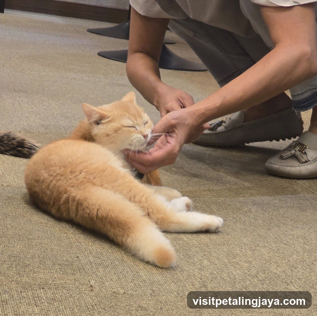 Cat Being Fed by Person Indoors