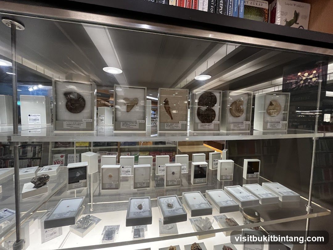 Fossils and Minerals Display