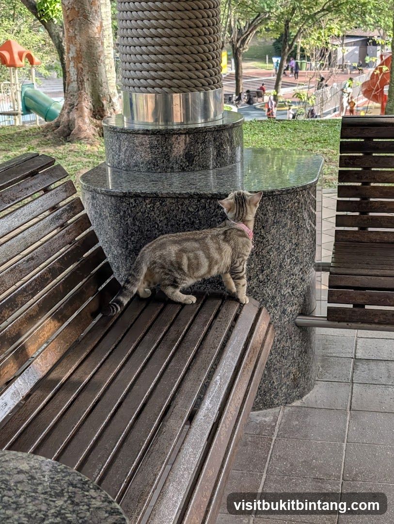 Cat on a park bench
