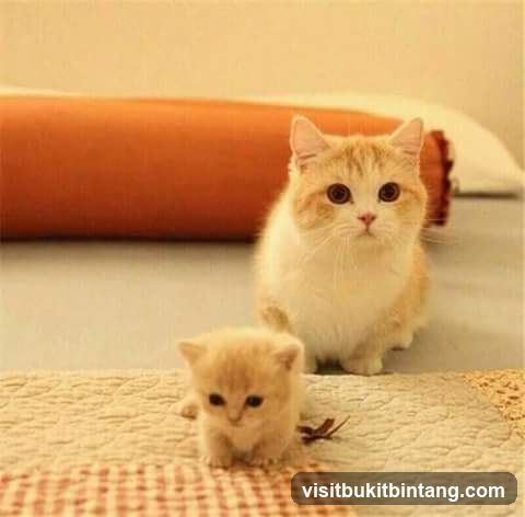 Two Cats on a Bed