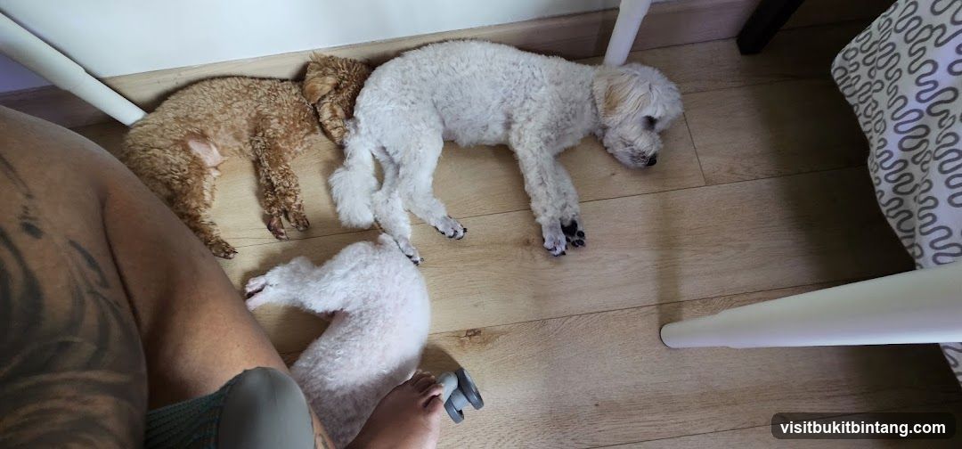 Three Poodles Sleeping