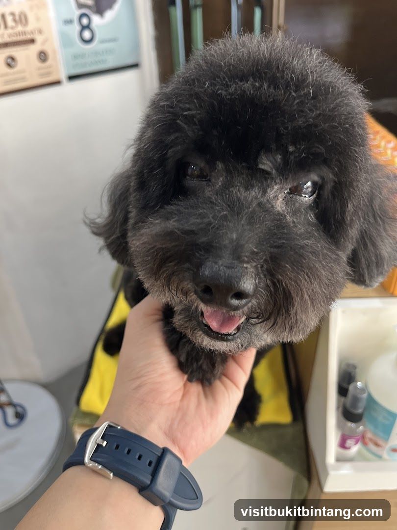 Groomed Black Dog