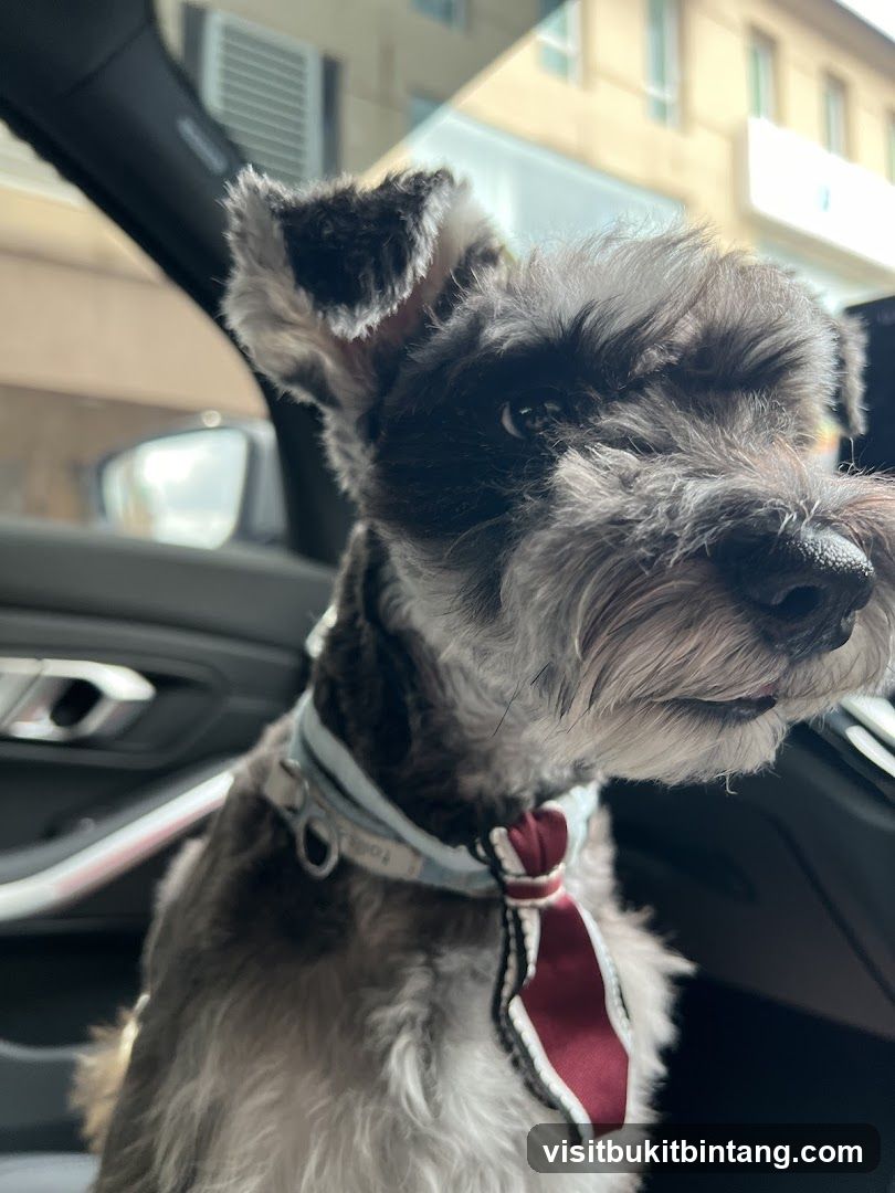Dog in a car wearing a tie