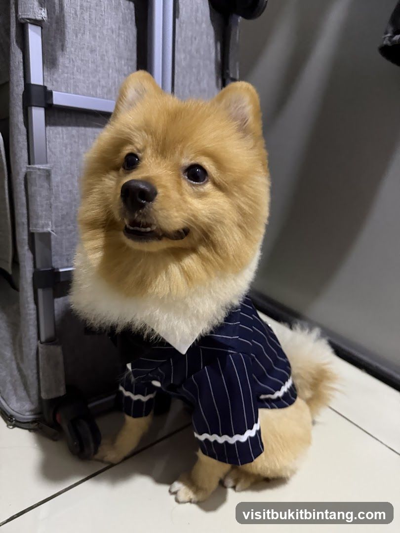 Dog in a Suit
