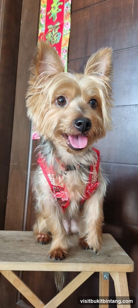 Yorkshire Terrier in a Red Harness