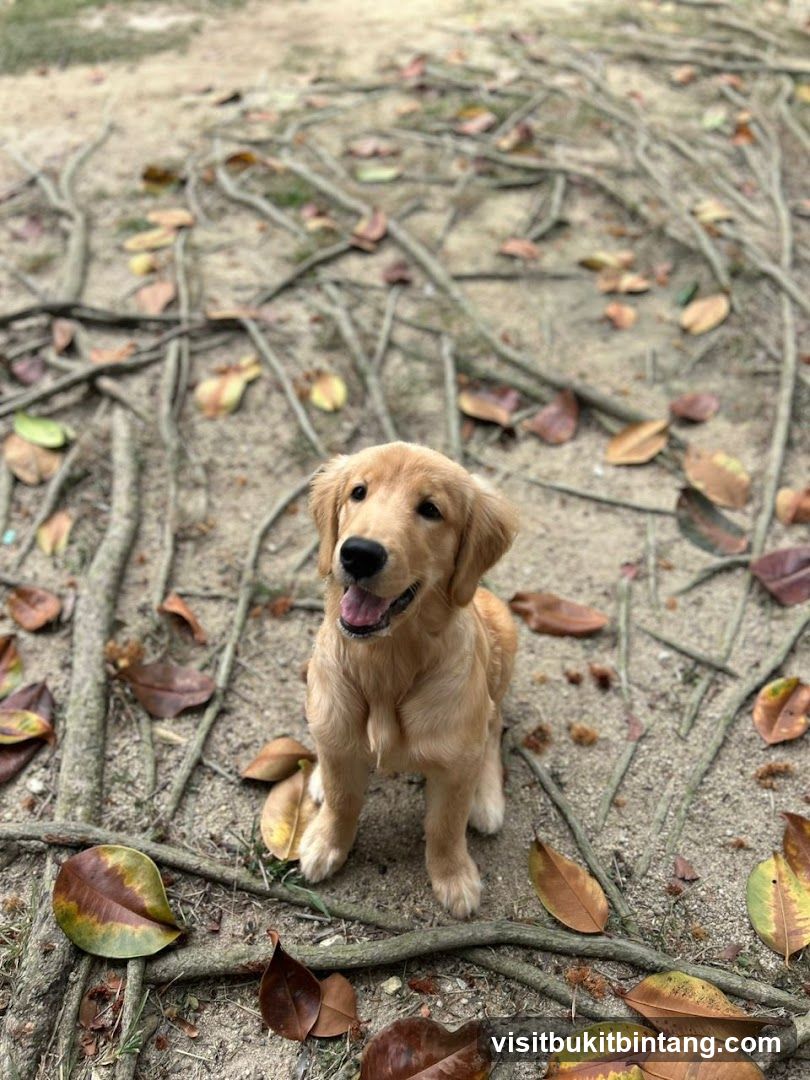 Golden Retriever Puppy Outdoors