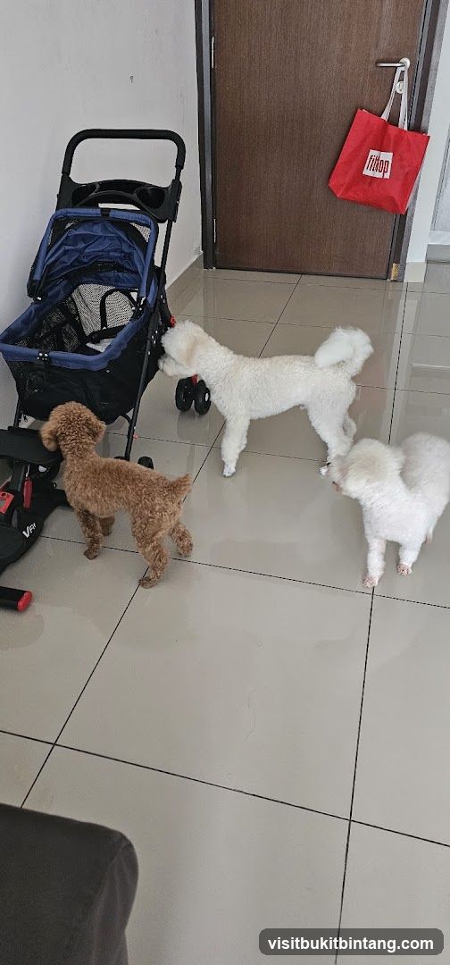 Three dogs near a stroller