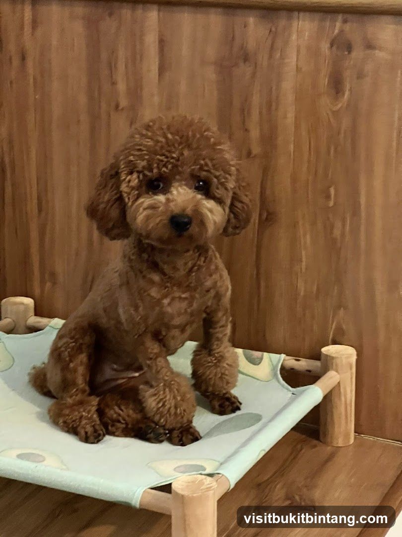 Poodle on a Pet Bed