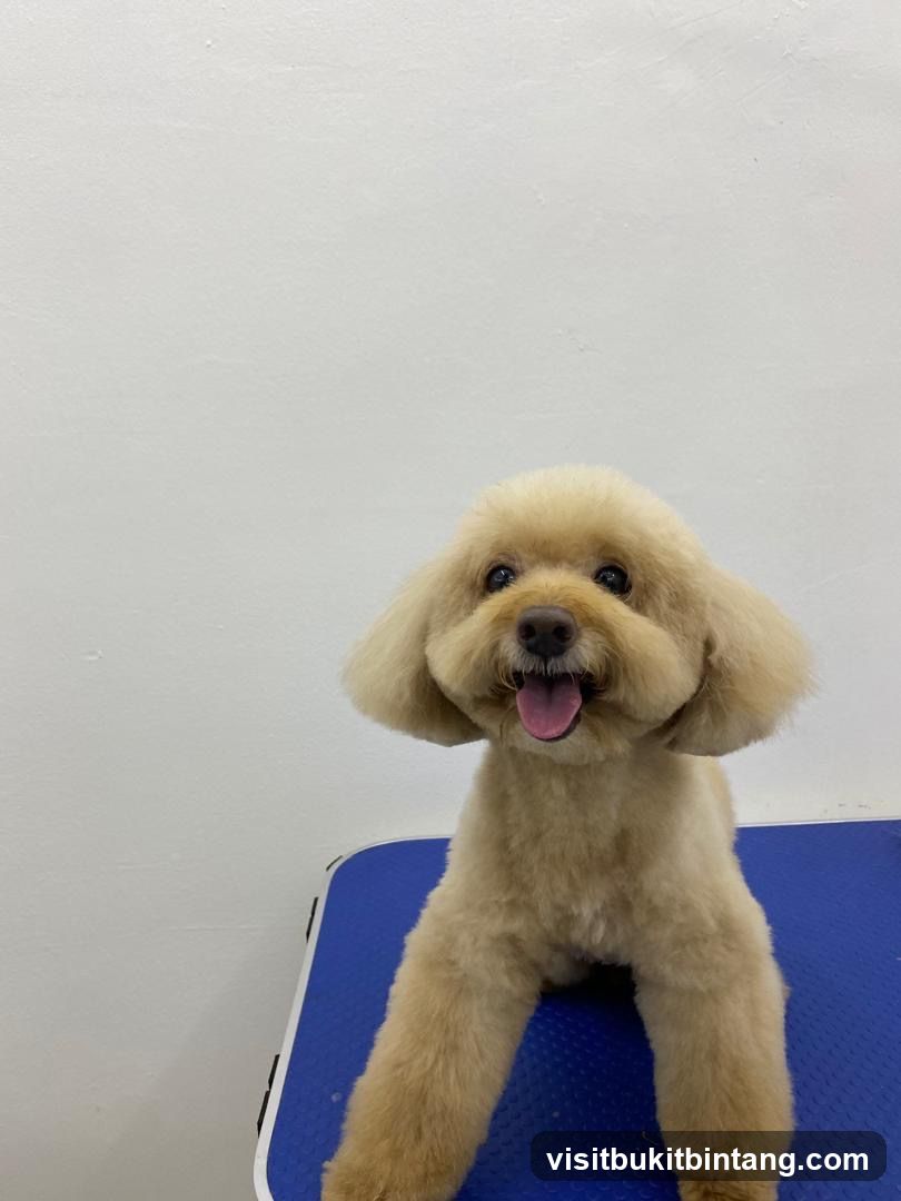 Groomed Poodle on Blue Table