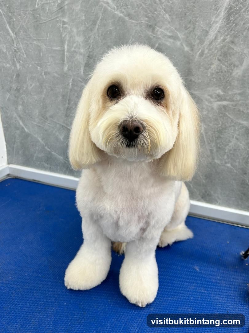 Groomed Dog