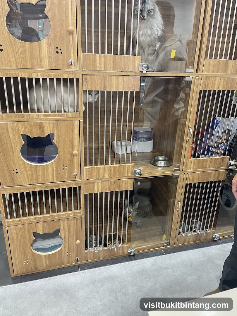 Cat Boarding Cages