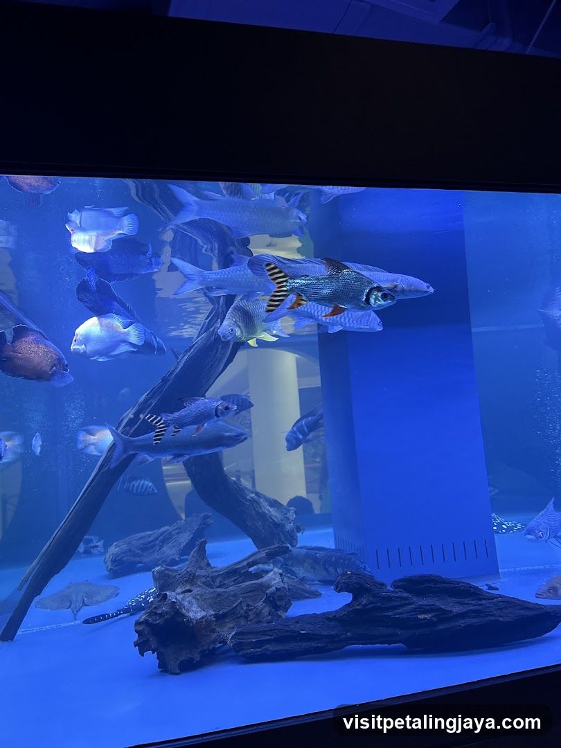 NMS Aquatics @ Just Pets Megastore (Kota Damansara)