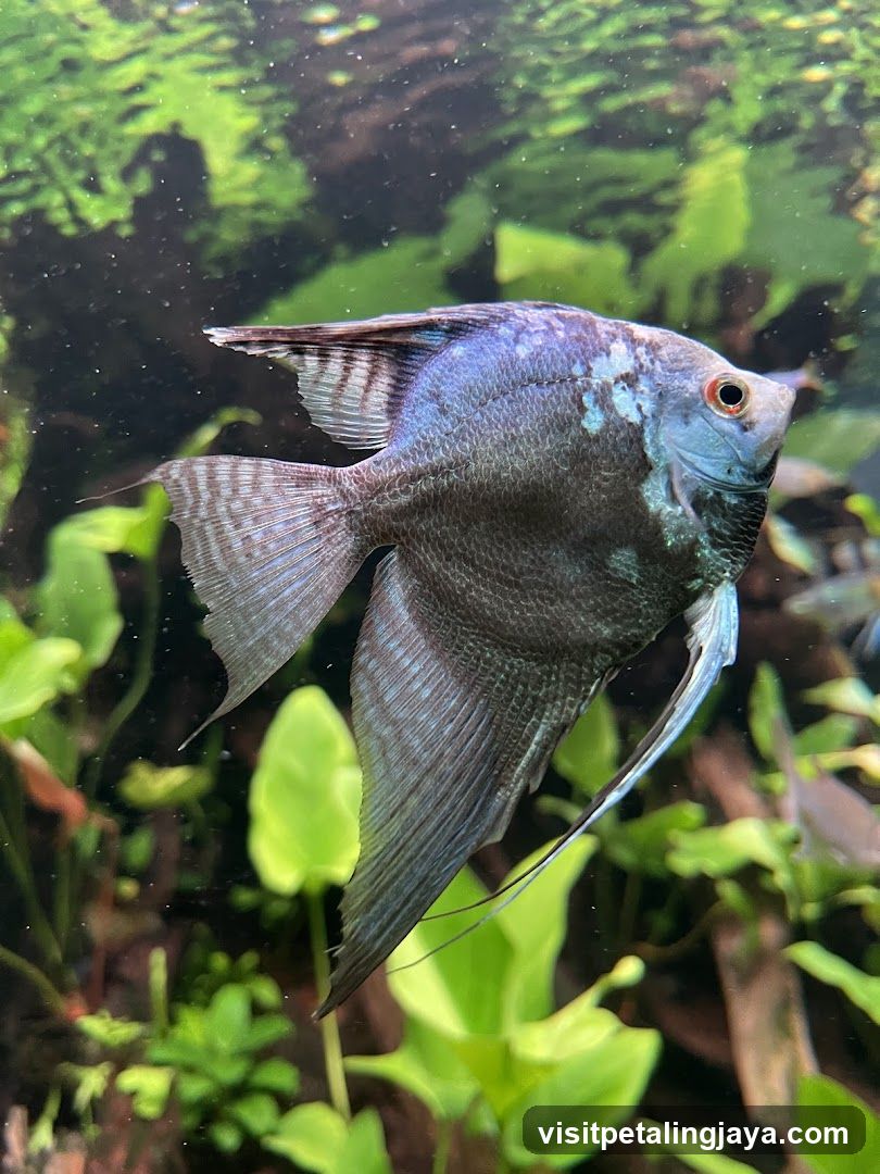 Angelfish in Aquarium