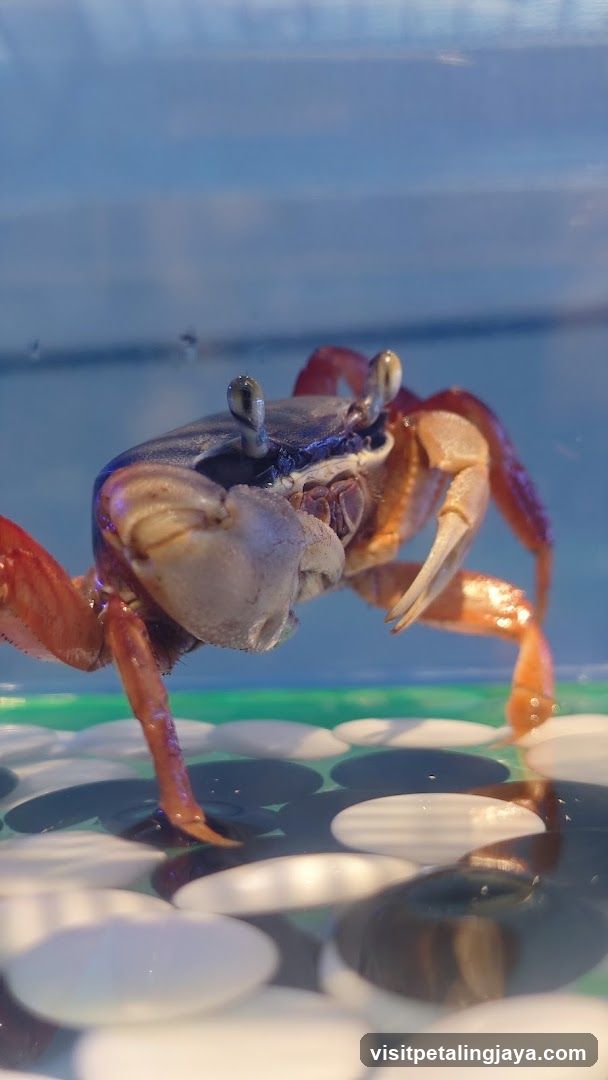 Crab in Aquarium